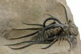 Fantastic, Spiny Dicranurus Trilobite - Lghaft, Morocco #350538-3